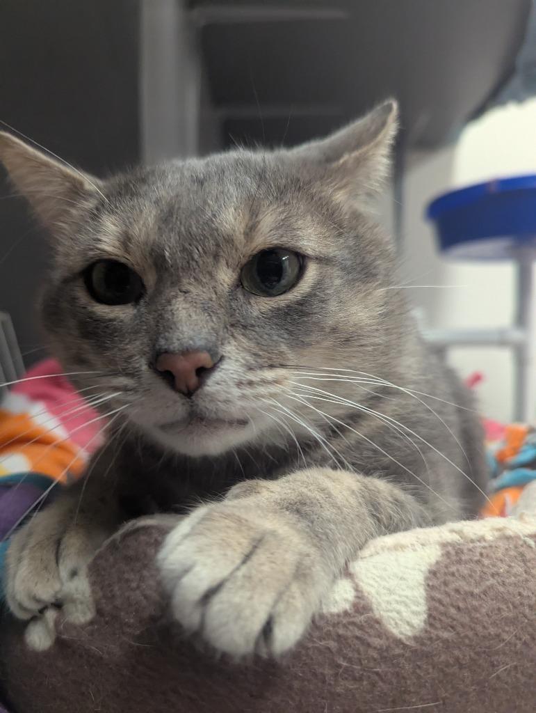 Enlarge GREY, a Adopted mixed breed in Muskegon, MI image 2/6