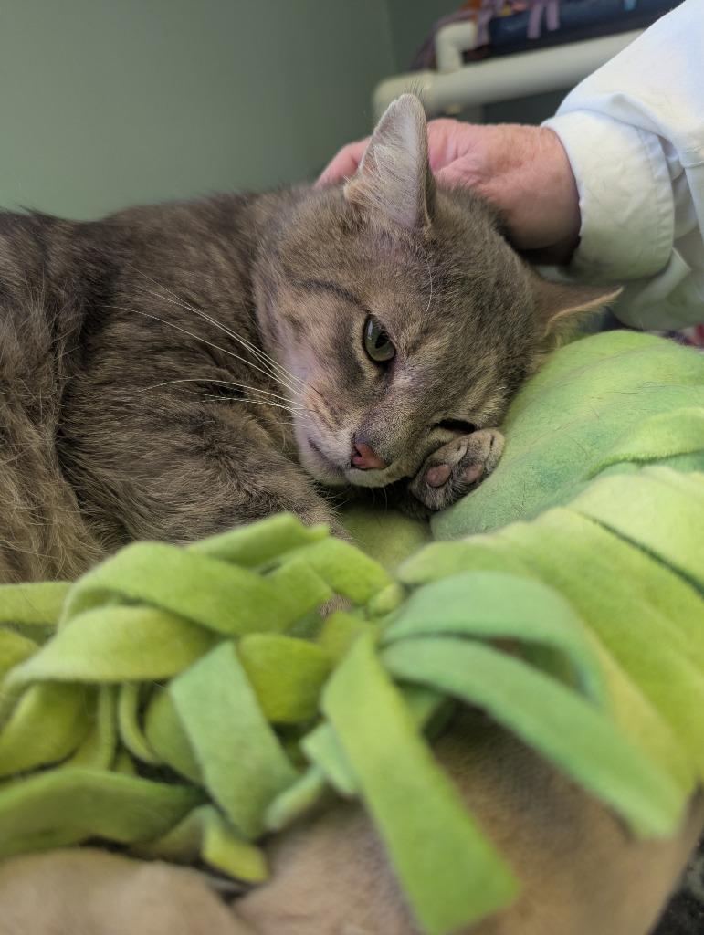 Enlarge GREY, a Adopted mixed breed in Muskegon, MI image 3/6