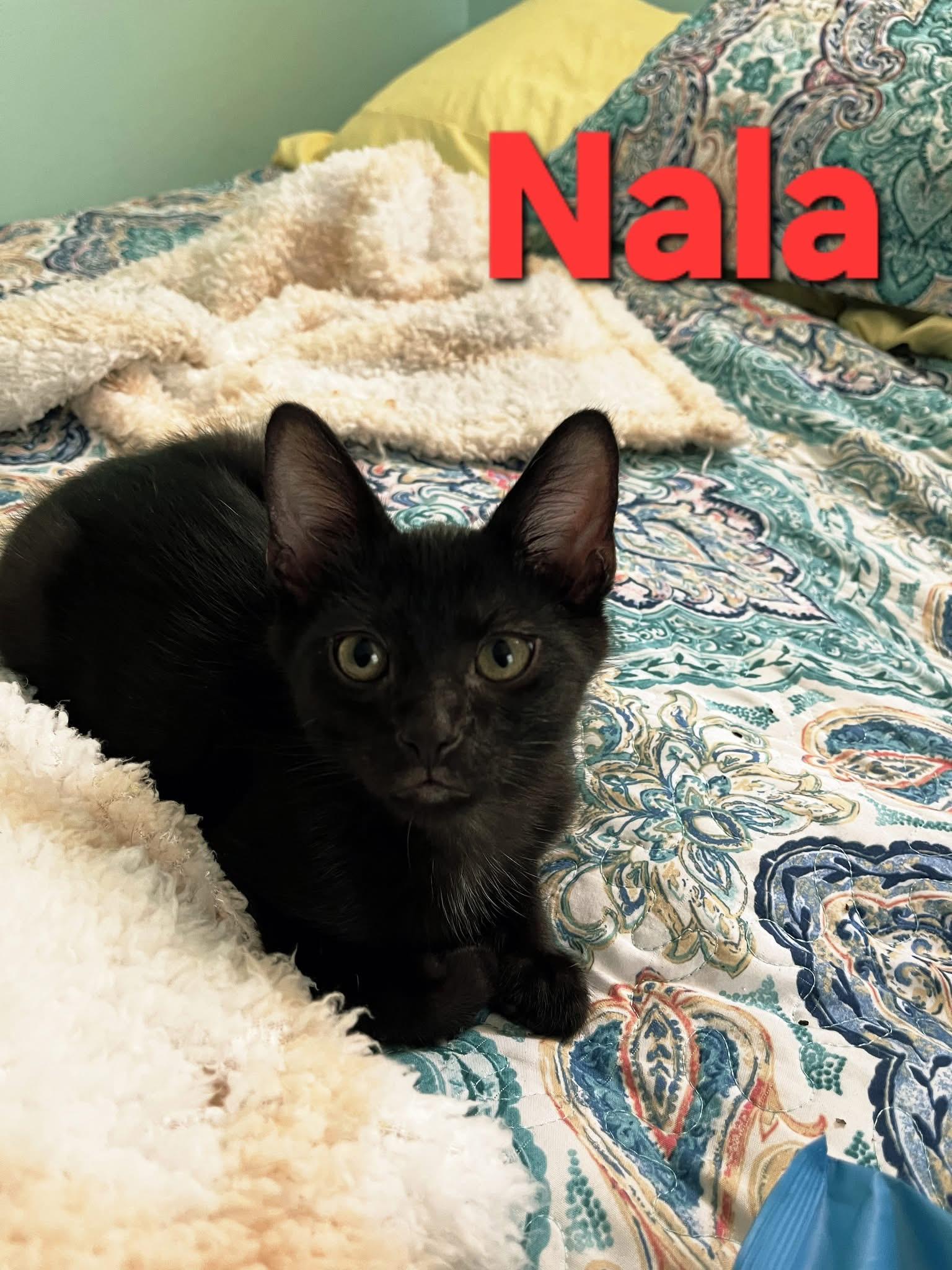 Enlarge Nala, a Adopted Domestic Short Hair in Parma, OH image 1/1