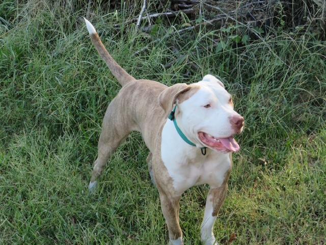 Enlarge Petey, a Adoptable mixed breed in Waxhaw, NC image 3/6