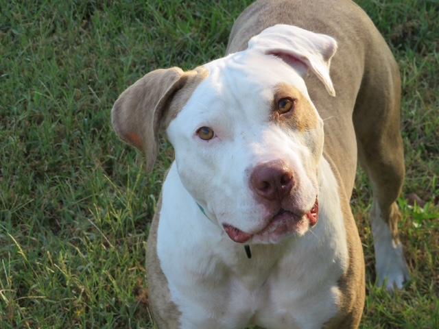 Enlarge Petey, a Adoptable mixed breed in Waxhaw, NC image 6/6