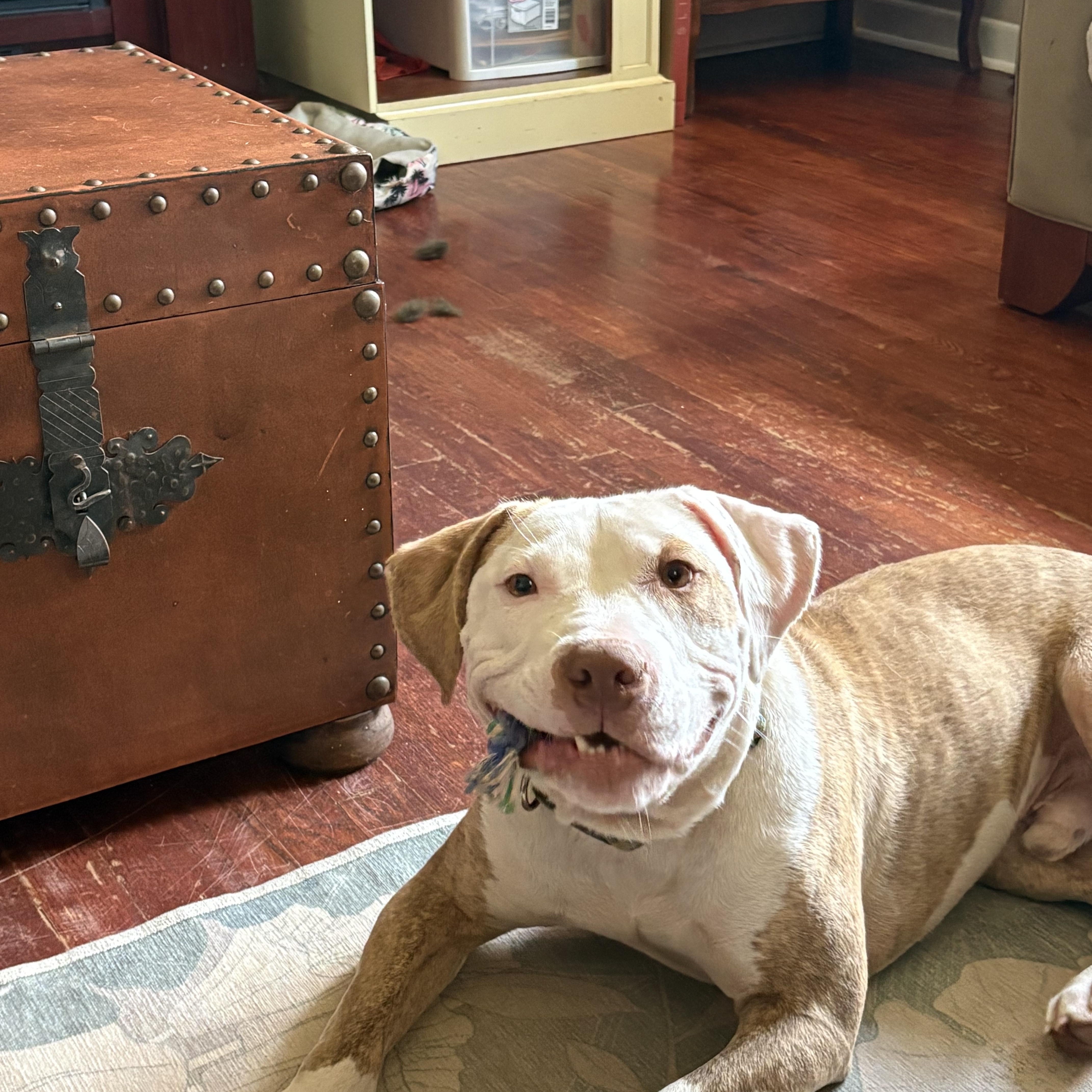Enlarge Petey, a Adoptable mixed breed in Waxhaw, NC image 2/6