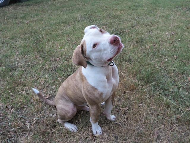 Enlarge Petey, a Adoptable mixed breed in Waxhaw, NC image 5/6