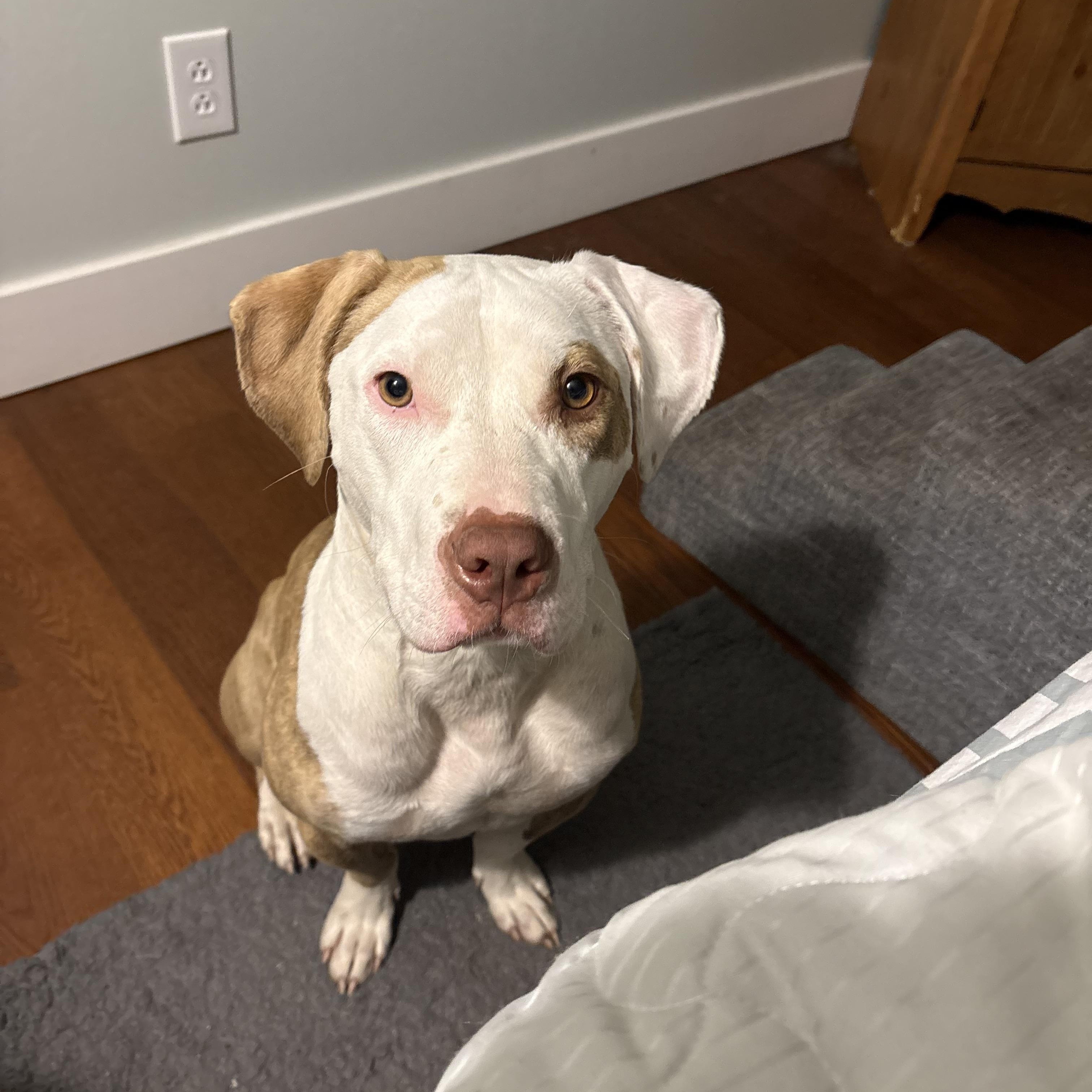 Enlarge Petey, a Adoptable mixed breed in Waxhaw, NC image 4/6