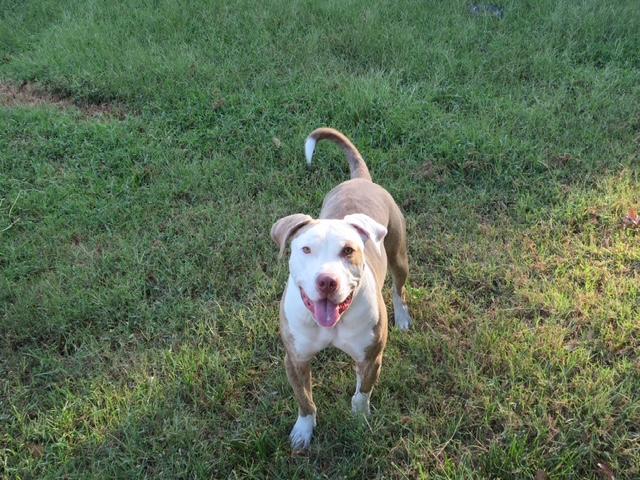 Enlarge Petey, a Adoptable mixed breed in Waxhaw, NC image 4/6
