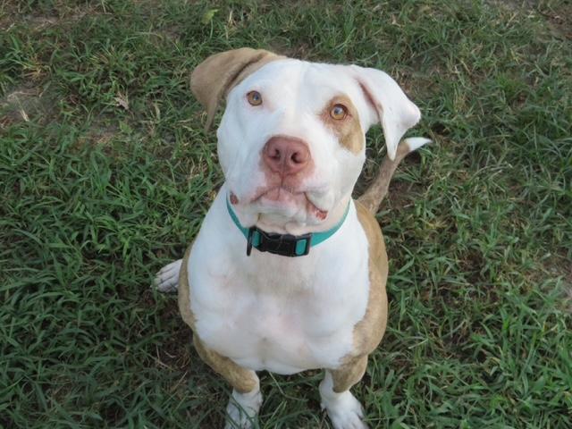 Enlarge Petey, a Adoptable mixed breed in Waxhaw, NC image 2/6