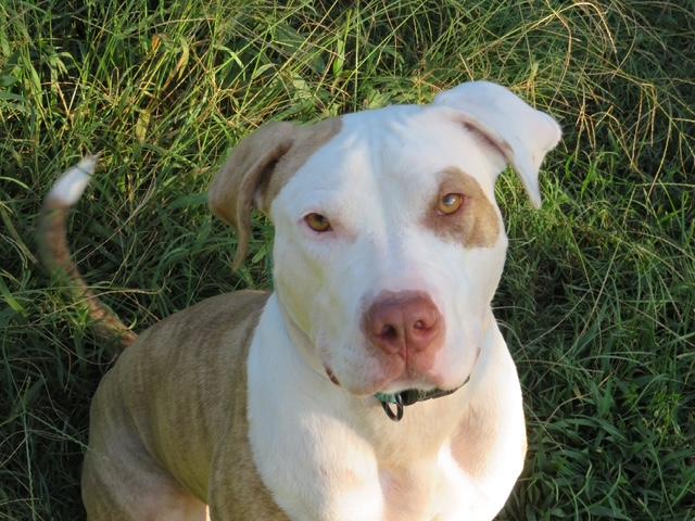 Enlarge Petey, a Adoptable mixed breed in Waxhaw, NC image 1/6
