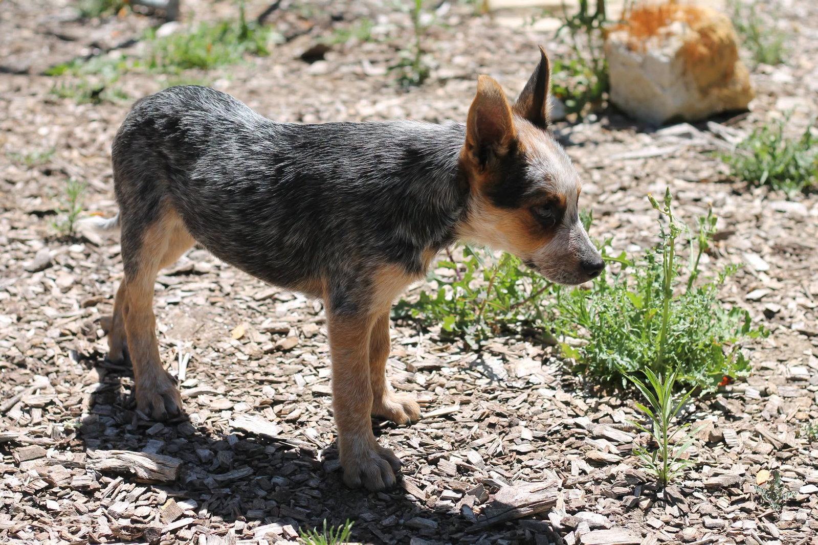 Blynkin, Adoptable, Puppy Male Australian Cattle Dog / Blue Heeler.