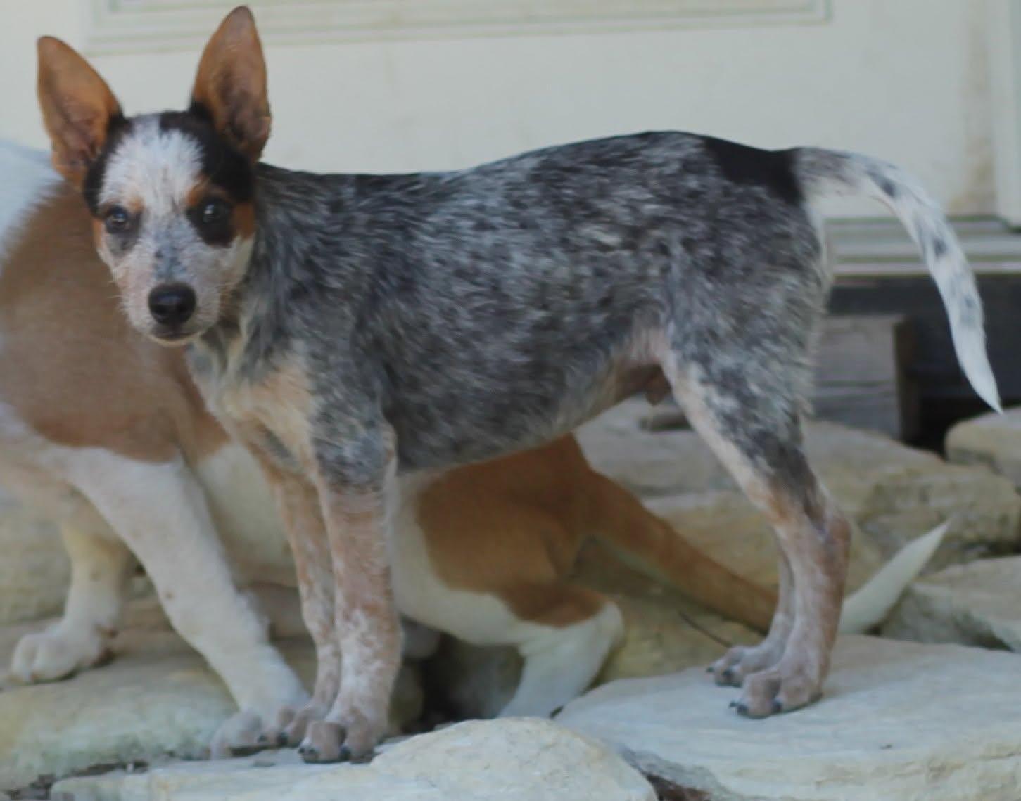 Enlarge Blynkin, a Adoptable Australian Cattle Dog / Blue Heeler in Paso Robles, CA image 2/3