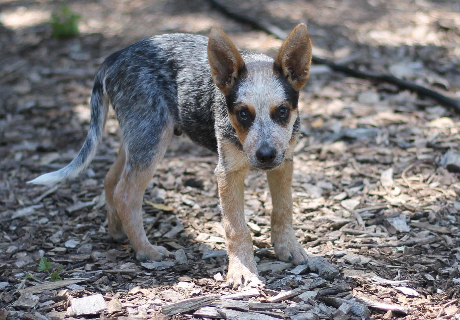Enlarge Blynkin, a Adoptable Australian Cattle Dog / Blue Heeler in Paso Robles, CA image 3/3