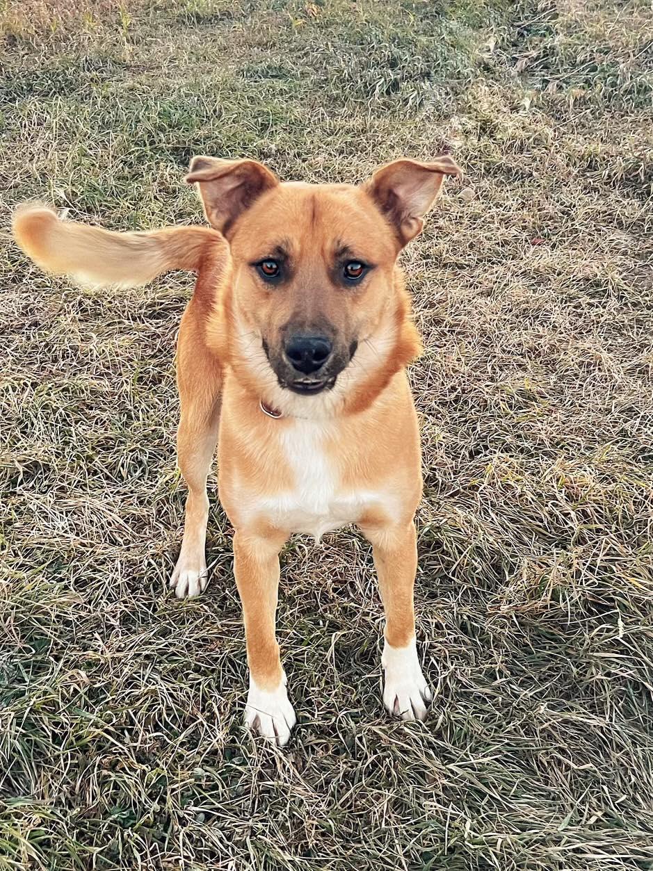 Muskrat, ADOPTABLE, Adult Male Shepherd.