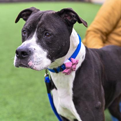 Enlarge Lexi, a ADOPTABLE Mixed Breed in Westbrook, ME image 1/2