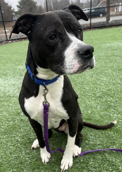 Enlarge Lexi, a ADOPTABLE Mixed Breed in Westbrook, ME image 2/2