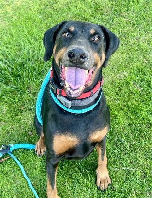 BROWNIE, Adoptable, Adult Male Doberman Pinscher.