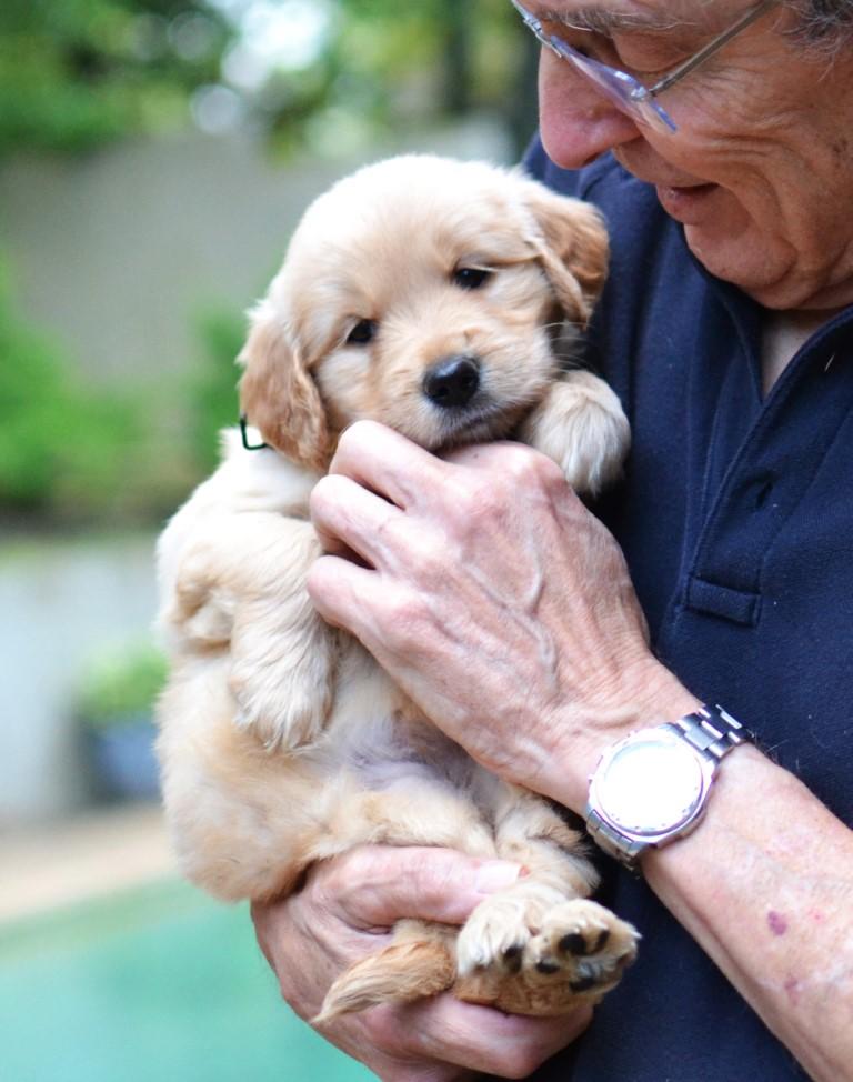 Enlarge Lilly, a Adoptable Golden Retriever in White Plains, NY image 4/5