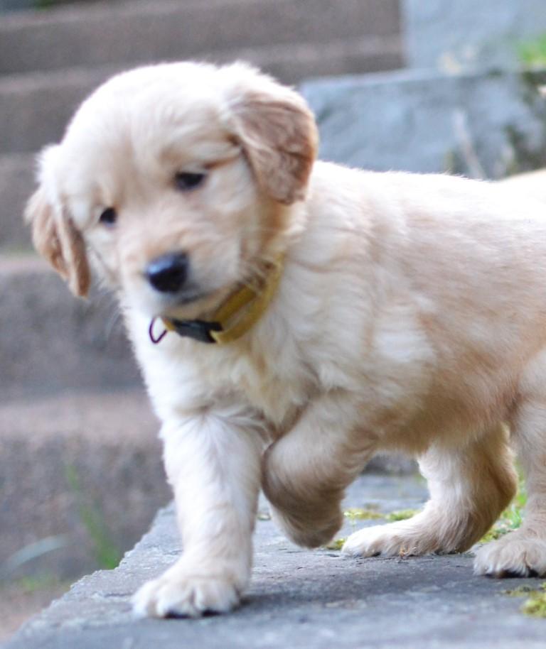 Enlarge Lilly, a Adoptable Golden Retriever in White Plains, NY image 3/5