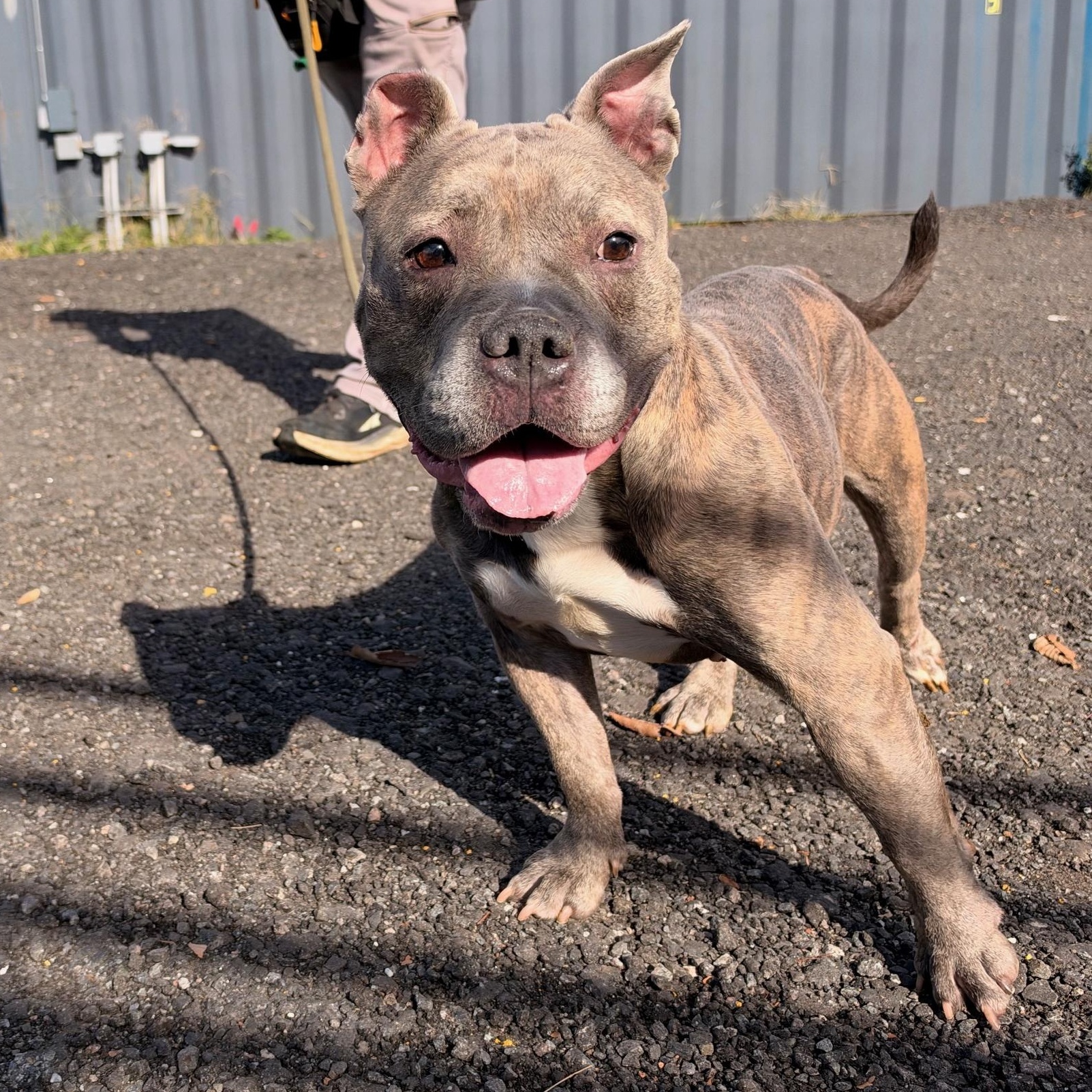 Enlarge Jenny, a Adoptable Pit Bull Terrier in Jersey city, NJ image 2/2