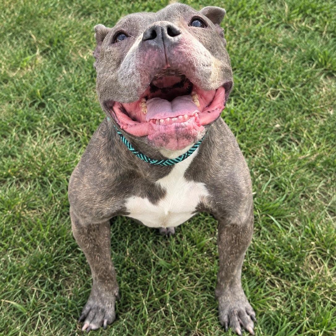 Jenny, Adoptable, Senior Female Pit Bull Terrier.