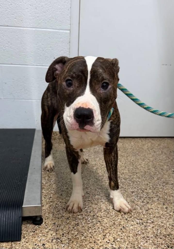JADE, Adoptable, Young Female Pit Bull Terrier & Labrador Retriever.