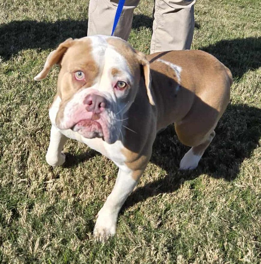 Bally $550, Adoptable, Young Female English Bulldog.