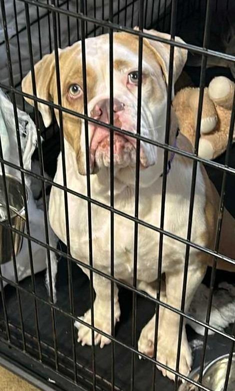 Enlarge Bally $550, a Adoptable English Bulldog in Milwaukee, WI image 2/2