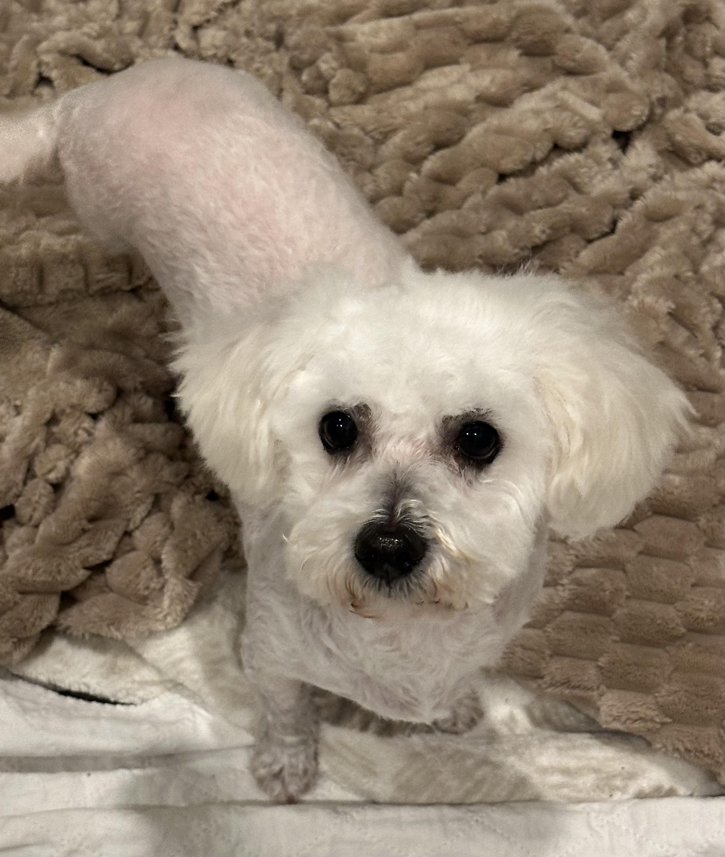 Caviar, a Adoptable mixed breed in Fremont, CA image 2/2