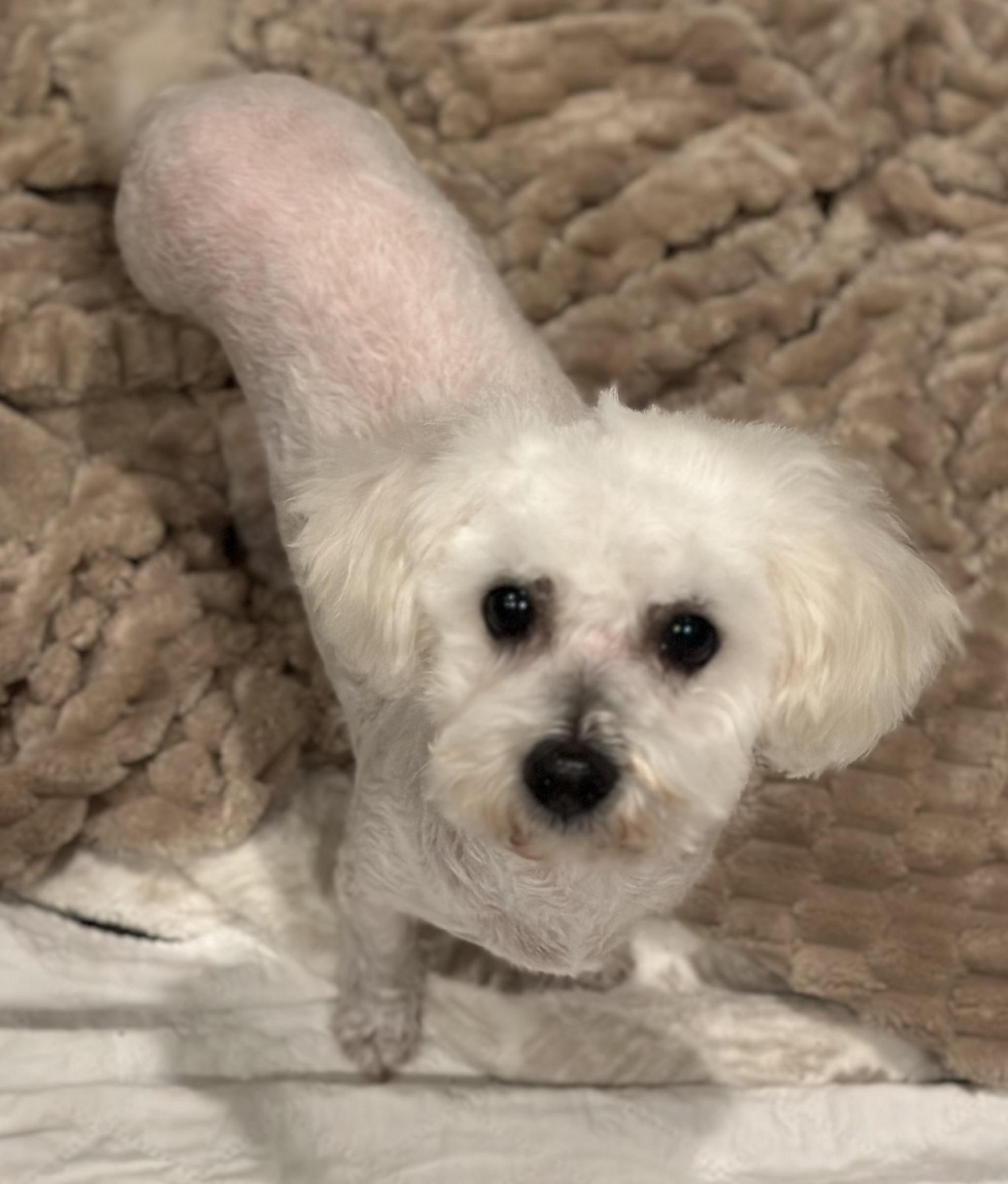 Caviar, a Adoptable mixed breed in Fremont, CA image 1/2