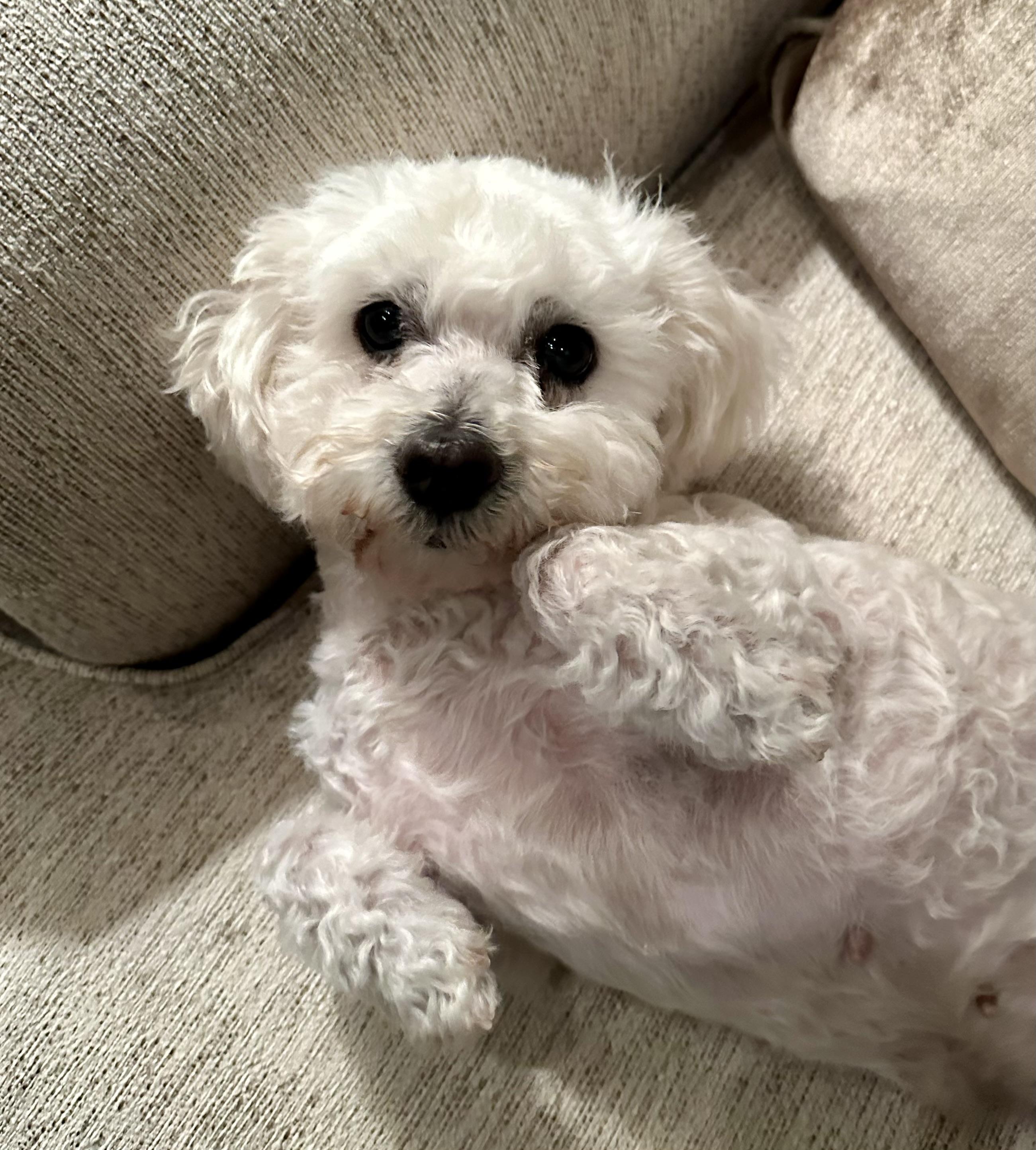 Enlarge Caviar, a Adoptable mixed breed in Fremont, CA image 5/5