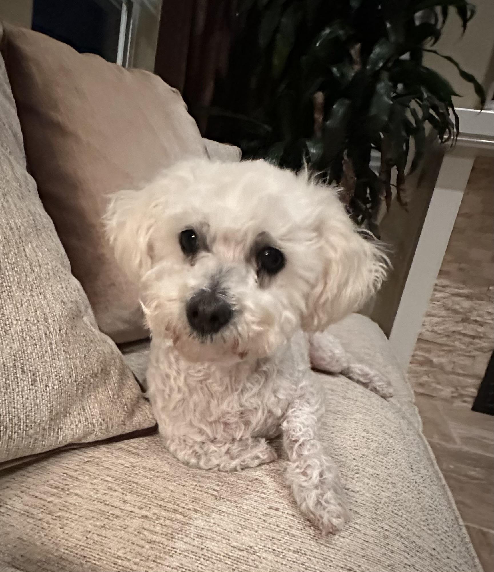 Caviar, Adoptable, Adult Female Bichon Frise & Maltese.