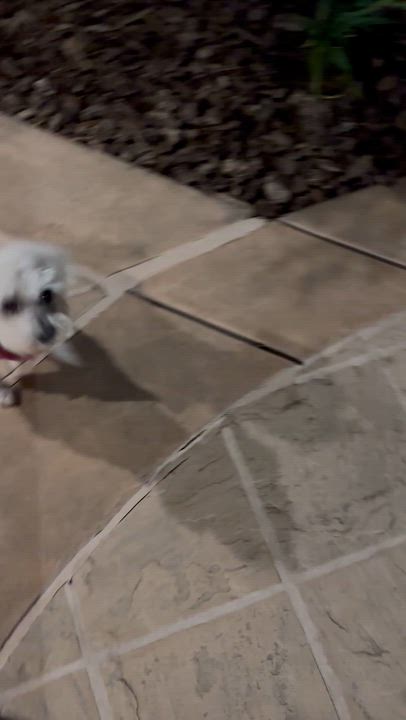 Enlarge Caviar, a Adoptable mixed breed in Fremont, CA video 4/5