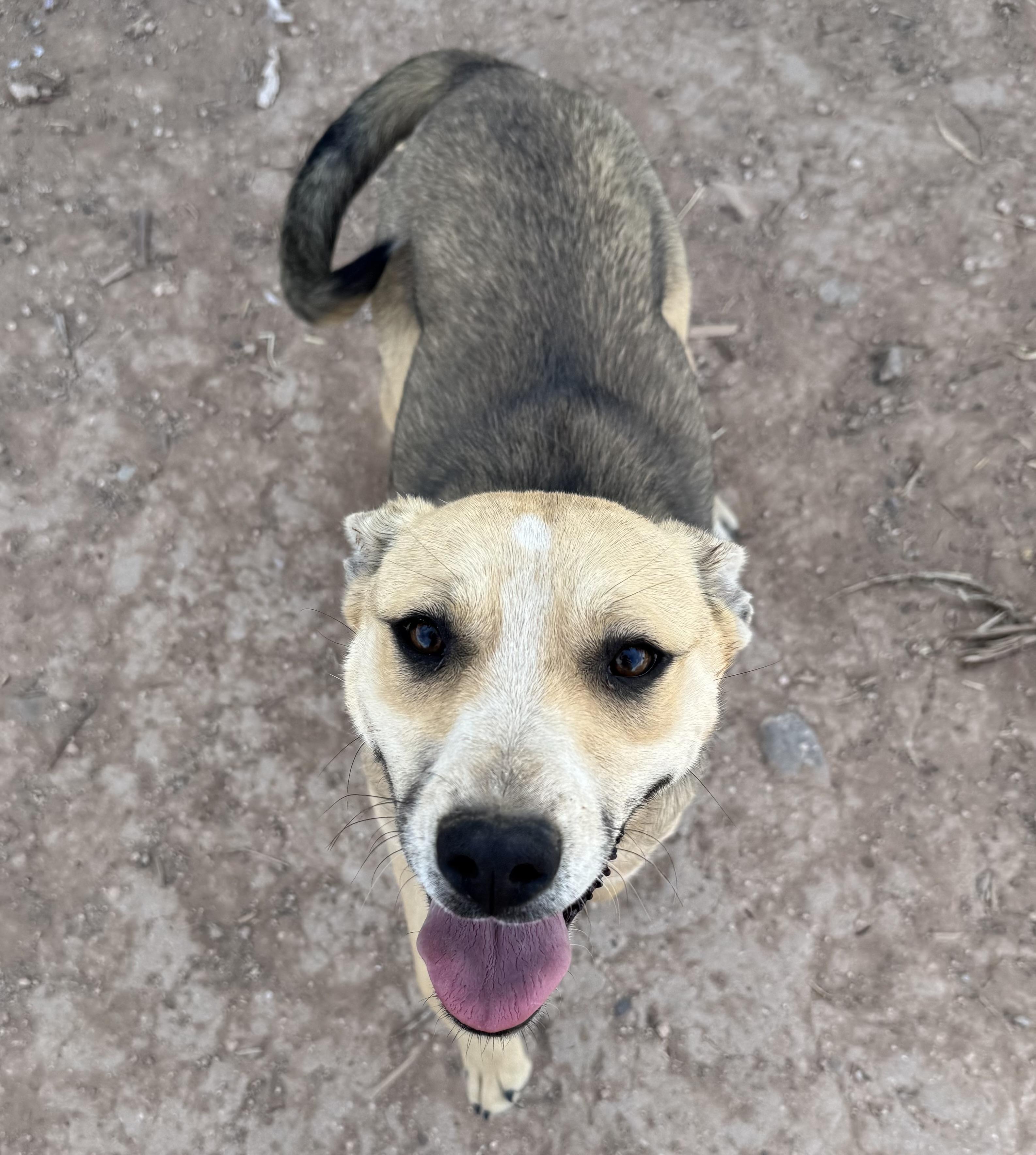 Enlarge Clarinet, a Adoptable mixed breed in Carson, NM image 1/4