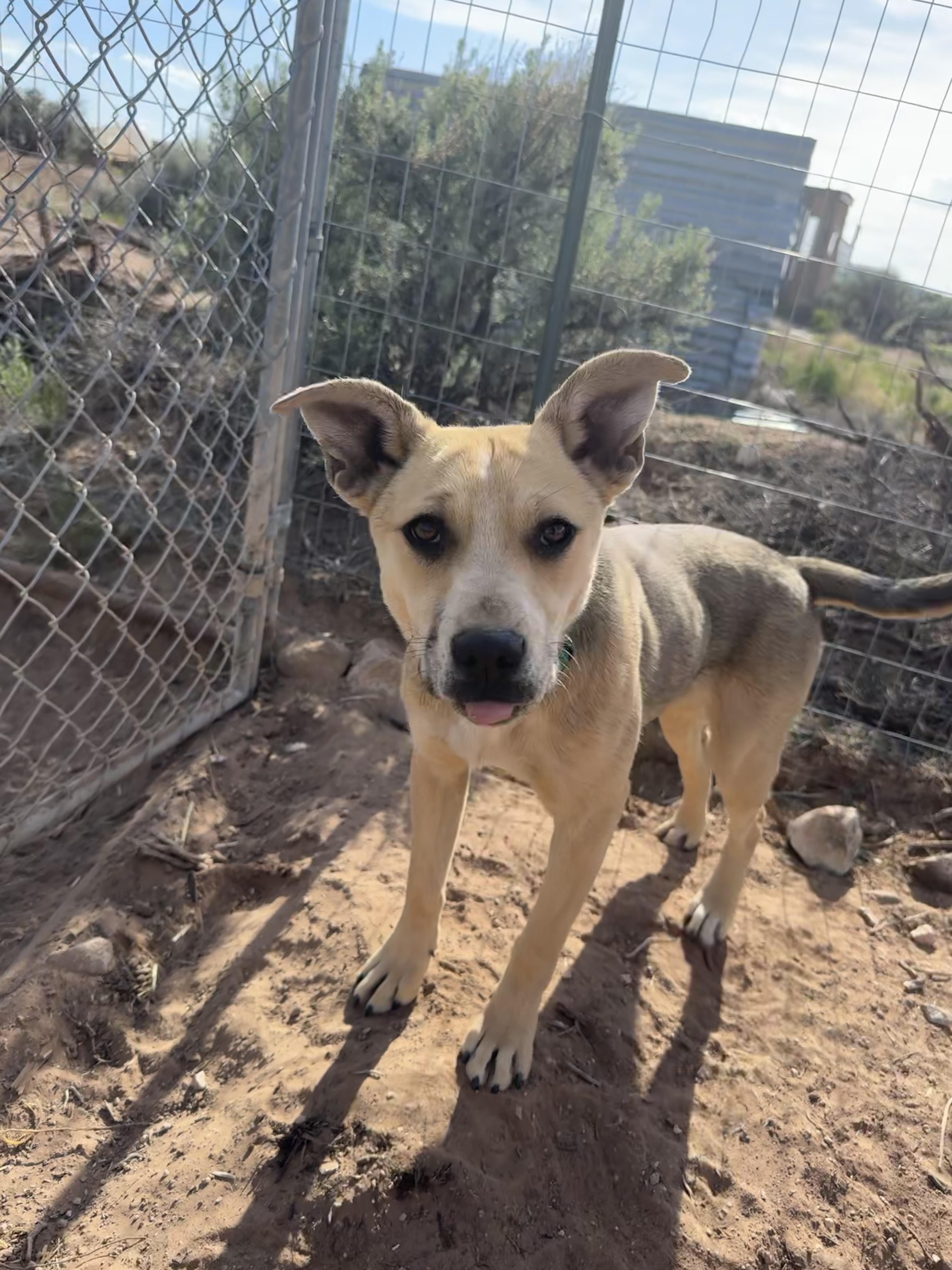 Clarinet, an adoptable Australian Cattle Dog / Blue Heeler in Carson, NM, 87517 | Photo Image 2