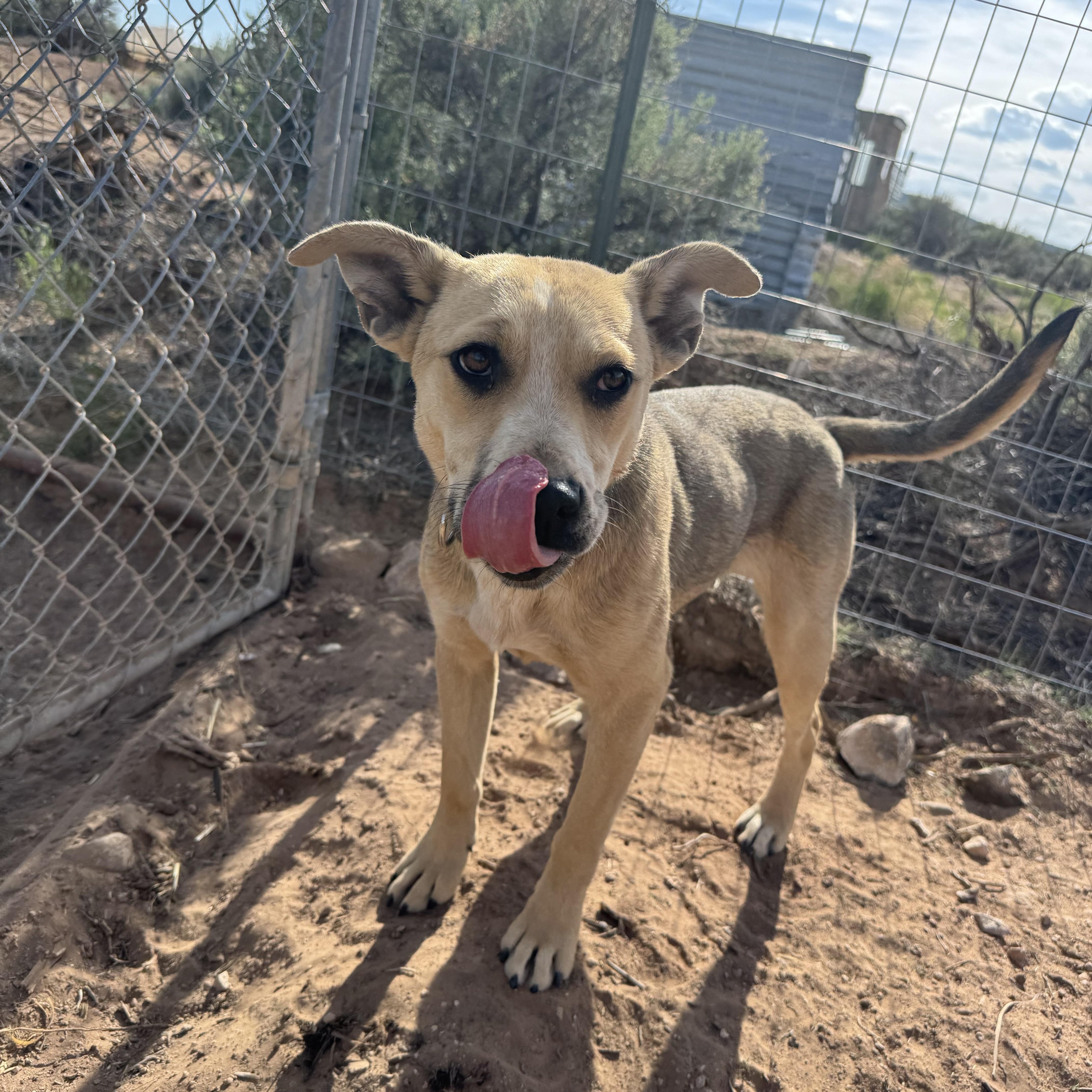 Clarinet, an adoptable Australian Cattle Dog / Blue Heeler in Carson, NM, 87517 | Photo Image 3