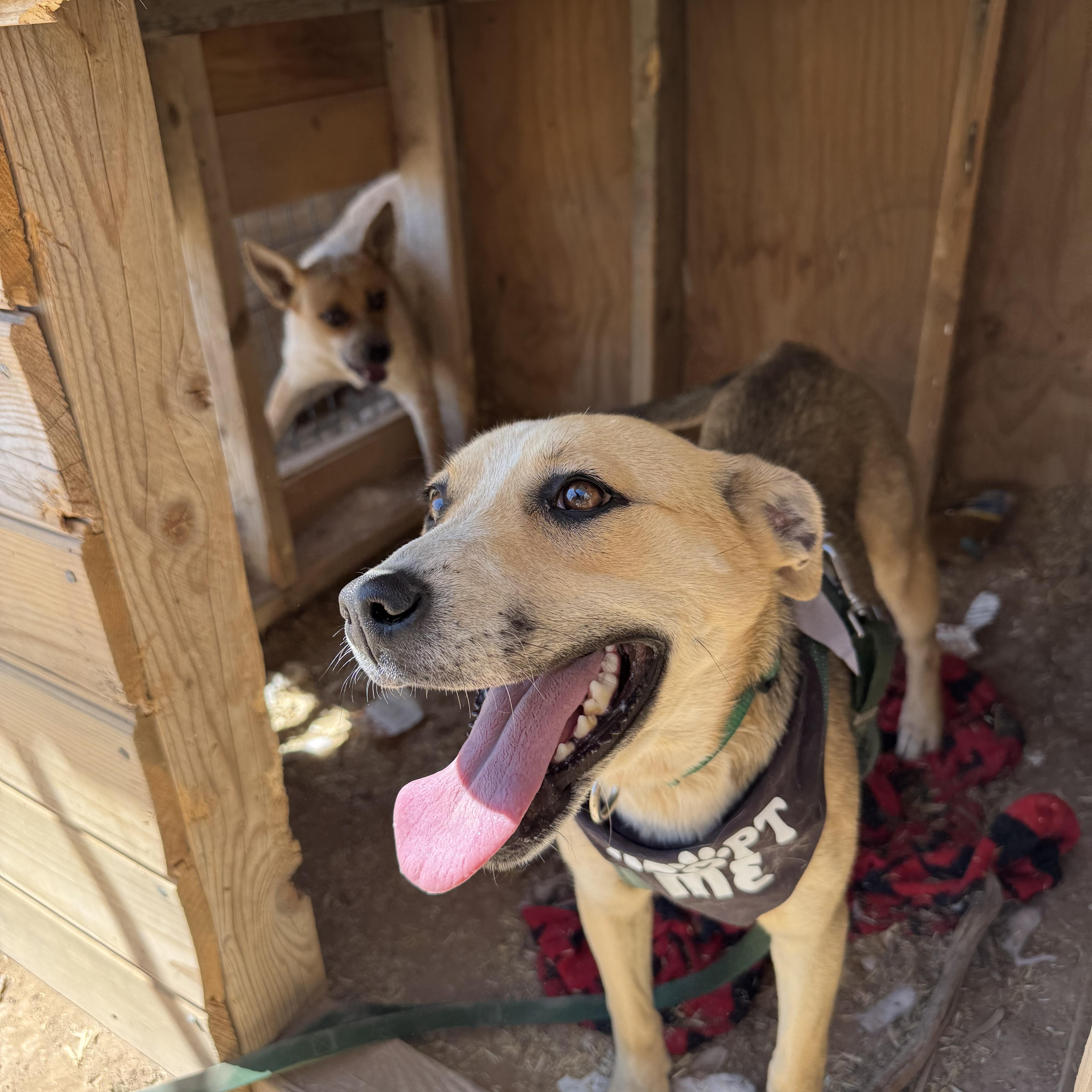 Enlarge Clarinet, a Adoptable mixed breed in Carson, NM image 4/4