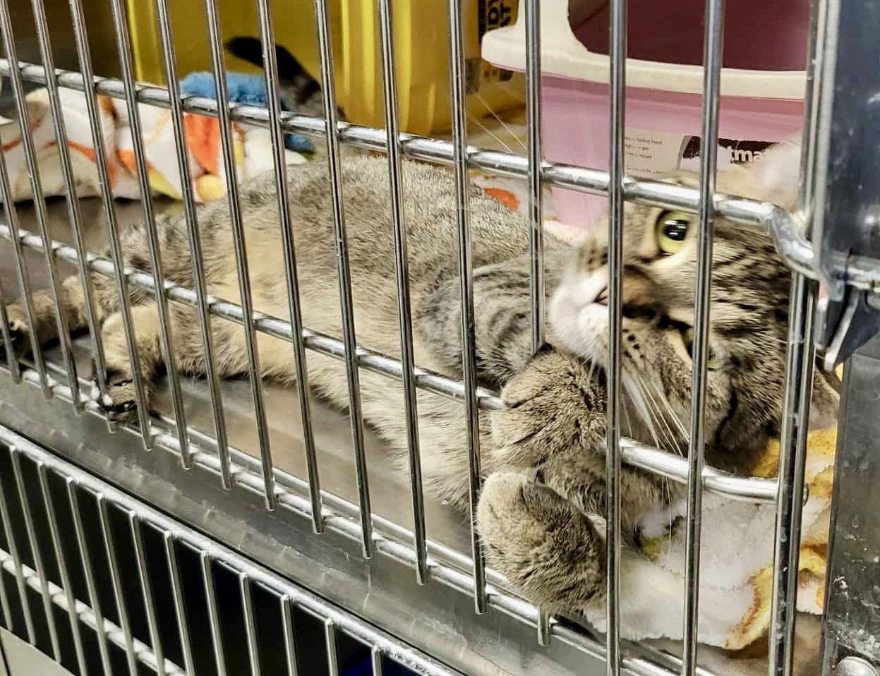 Cala — thumbnail 2