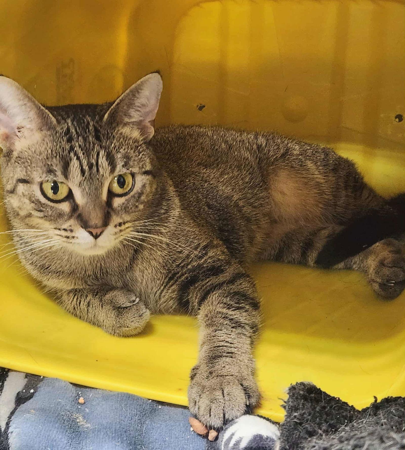 Cala — thumbnail 3