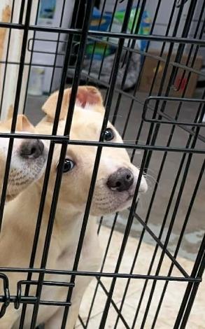 Enlarge Koda, a ADOPTABLE mixed breed in Bristol, VT image 2/2