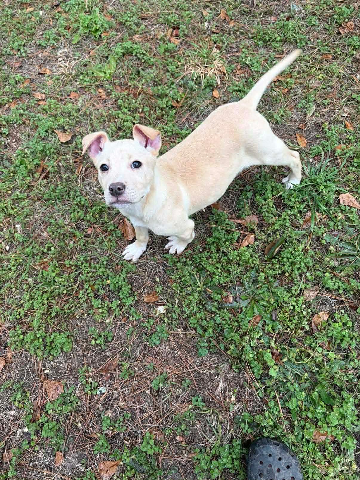 Koda, ADOPTABLE, Puppy Male Pit Bull Terrier & Labrador Retriever.