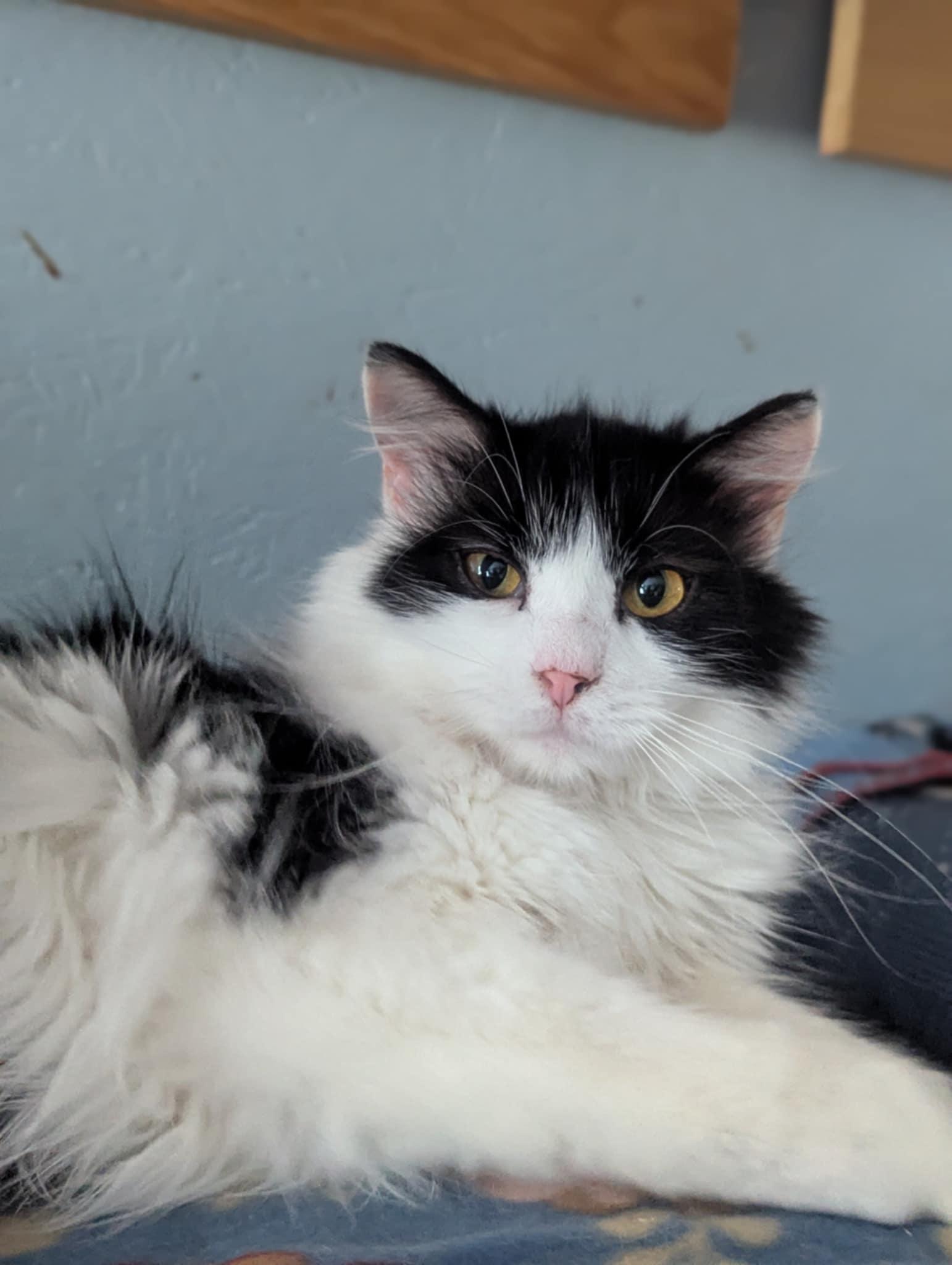 Birch, Adoptable, Adult Male Domestic Long Hair.