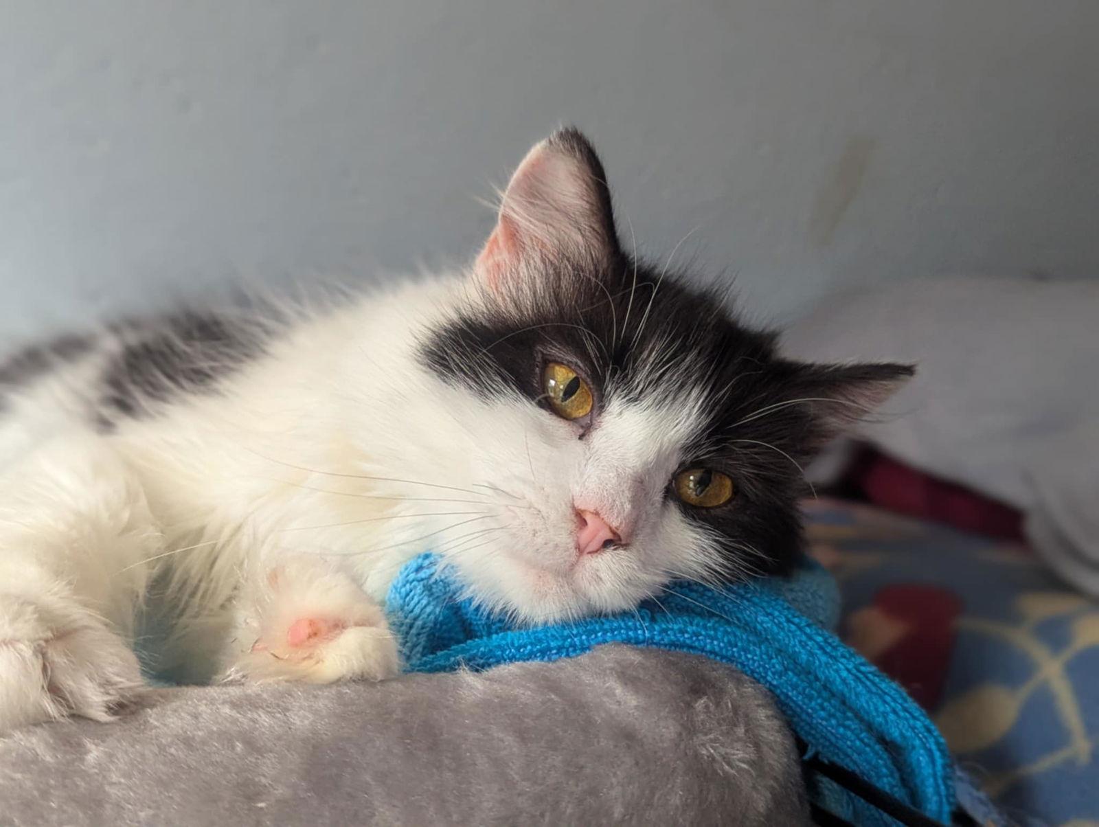 Enlarge Birch, a Adoptable Domestic Short Hair in Flint Hill, VA image 3/3