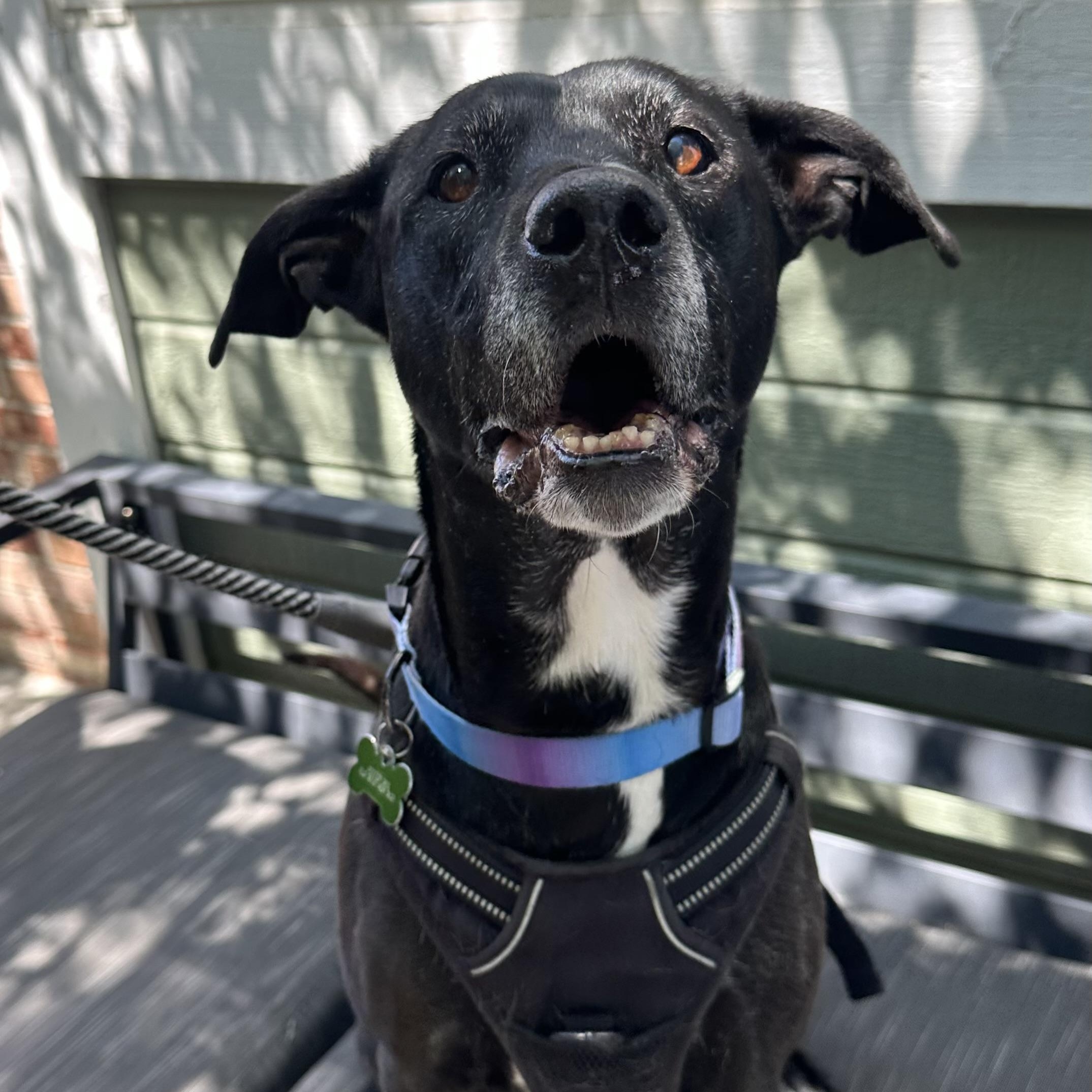 Annie in Colorado, Adoptable, Senior Female Mixed Breed.