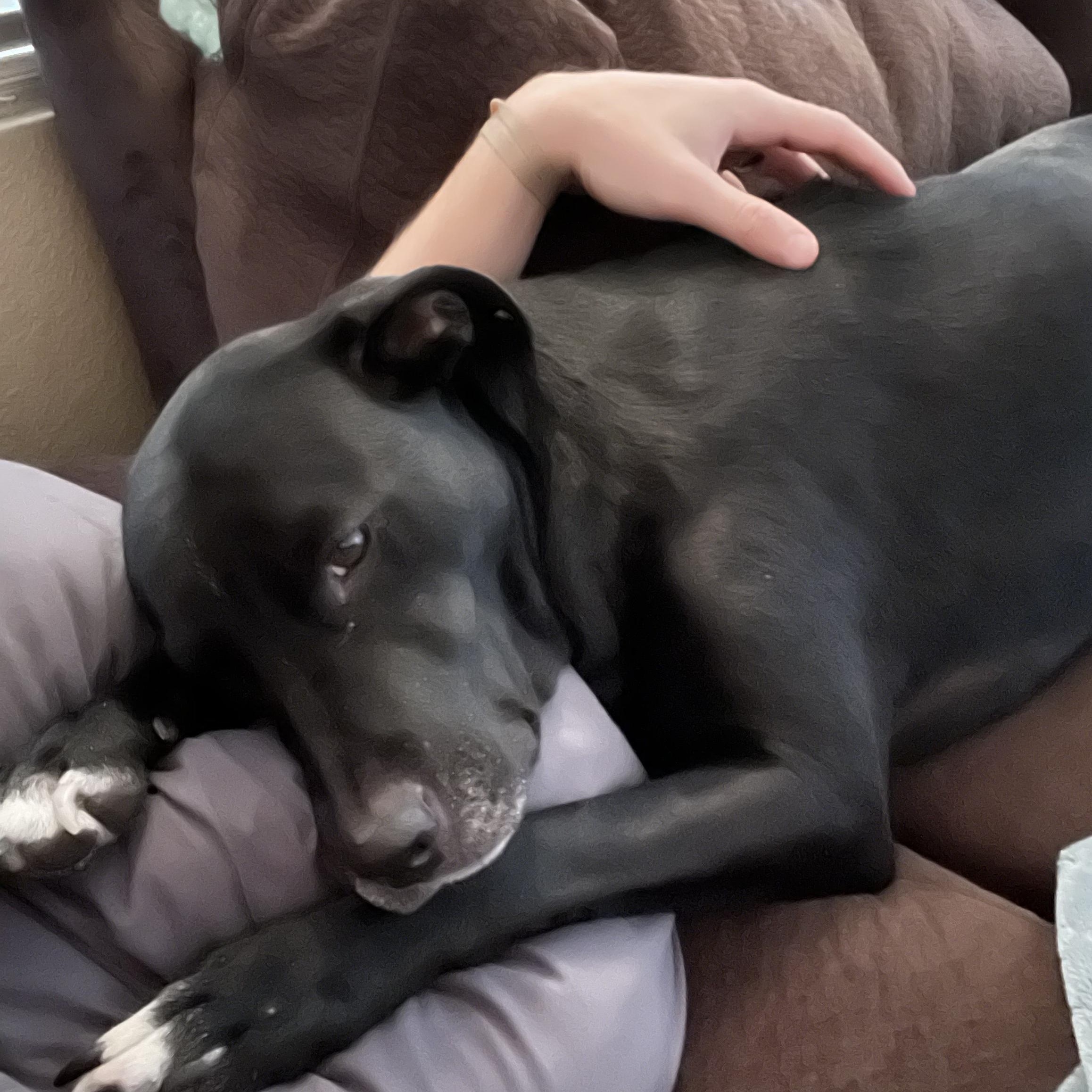 Annie in Colorado, a Adoptable Mixed Breed in Brighton, CO image 3/5