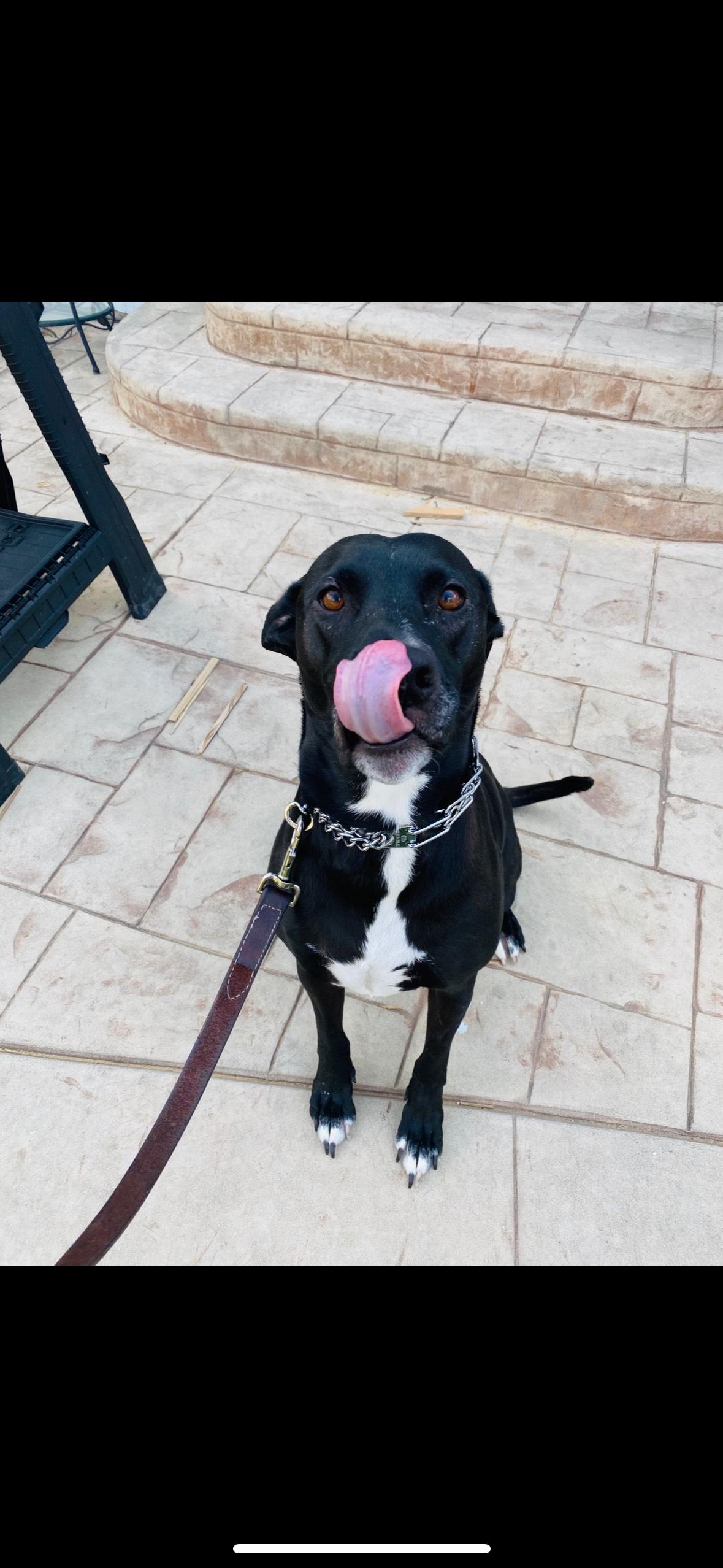 Annie in Colorado, a Adoptable Mixed Breed in Brighton, CO image 4/5