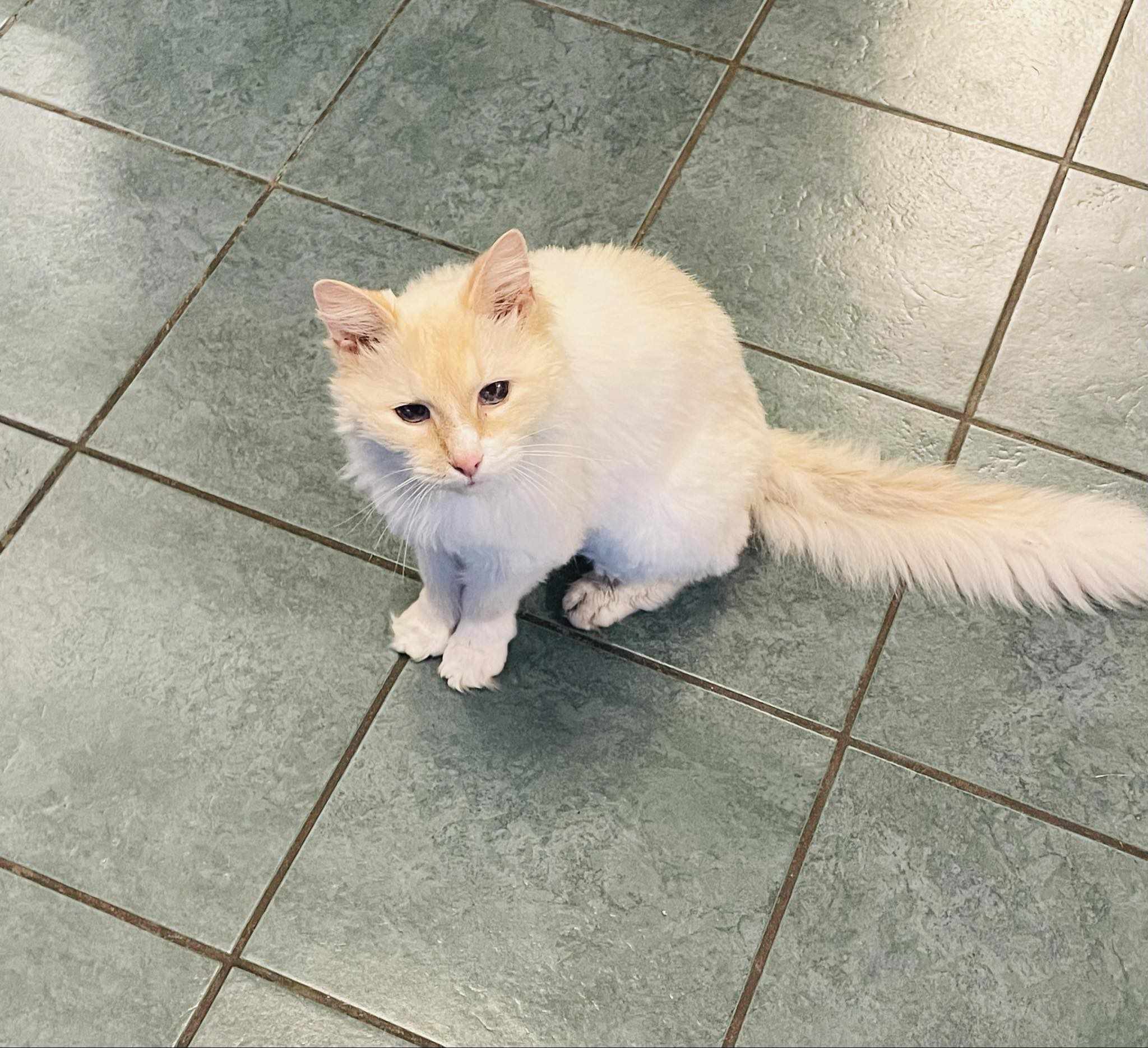 Butterfinger (senior,declawed), Adoptable, Senior Male Domestic Long Hair.