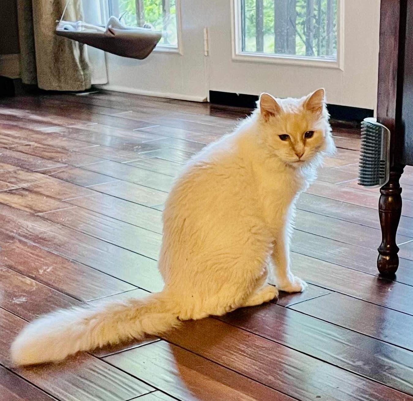 Butterfinger (senior,declawed), a Adoptable Domestic Long Hair in McKenzie, TN image 2/2