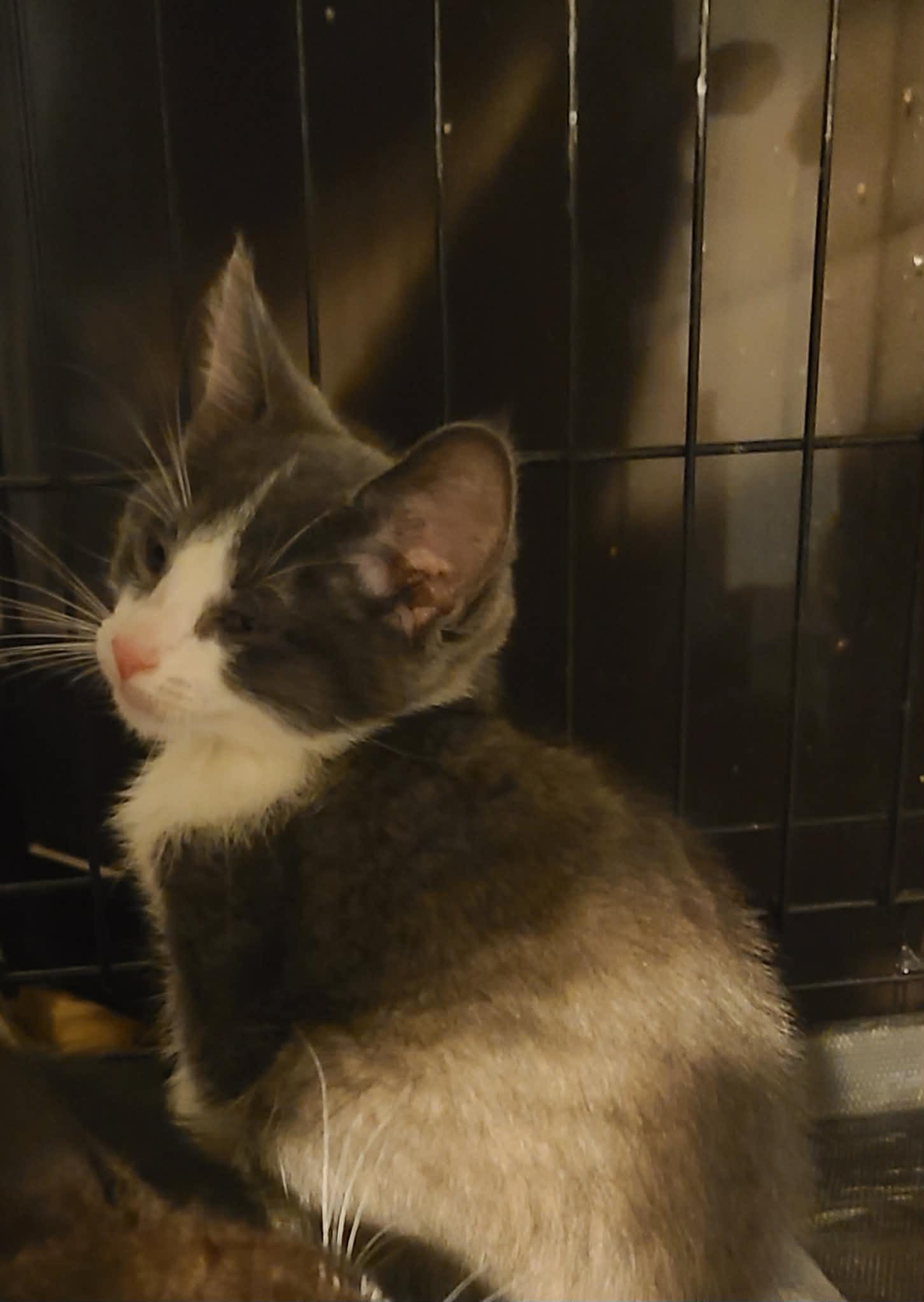 Enlarge Nevin, a ADOPTABLE Domestic Short Hair in Waynetown, IN image 1/2