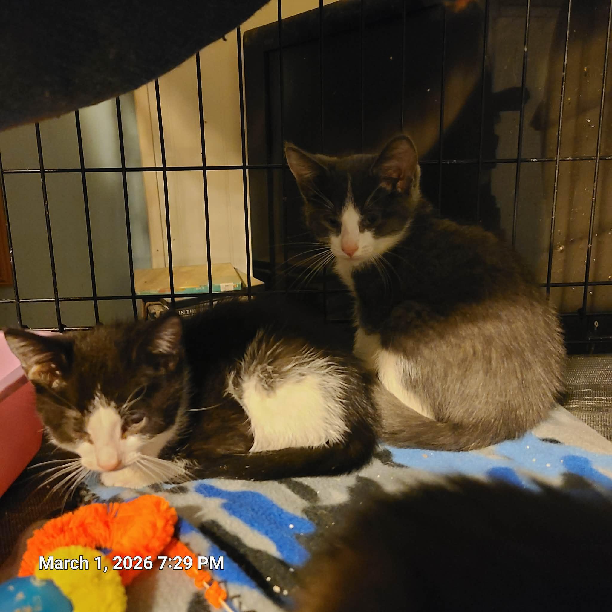 Enlarge Nevin, a ADOPTABLE Domestic Short Hair in Waynetown, IN image 2/2