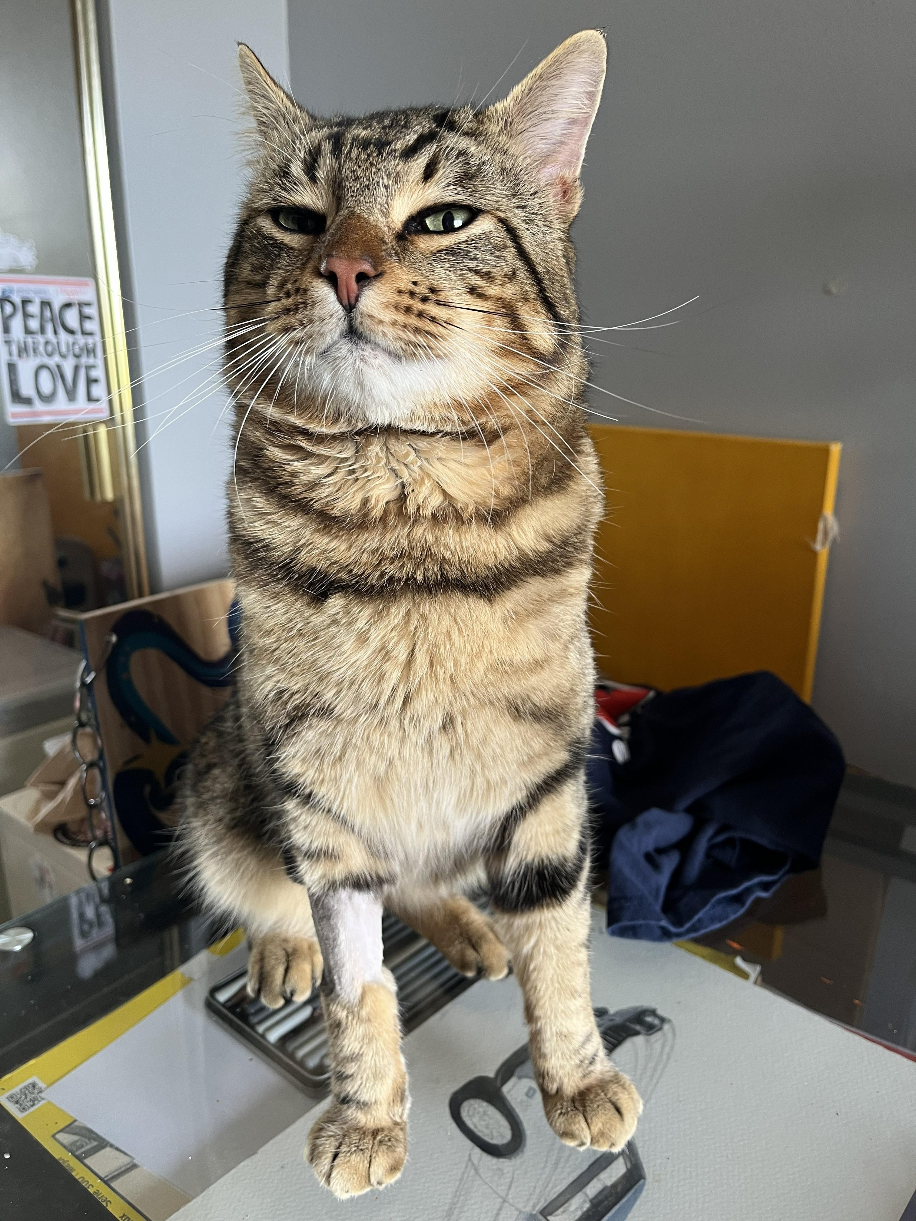 Beef, a ADOPTABLE Domestic Short Hair in City of Industry, CA image 2/4