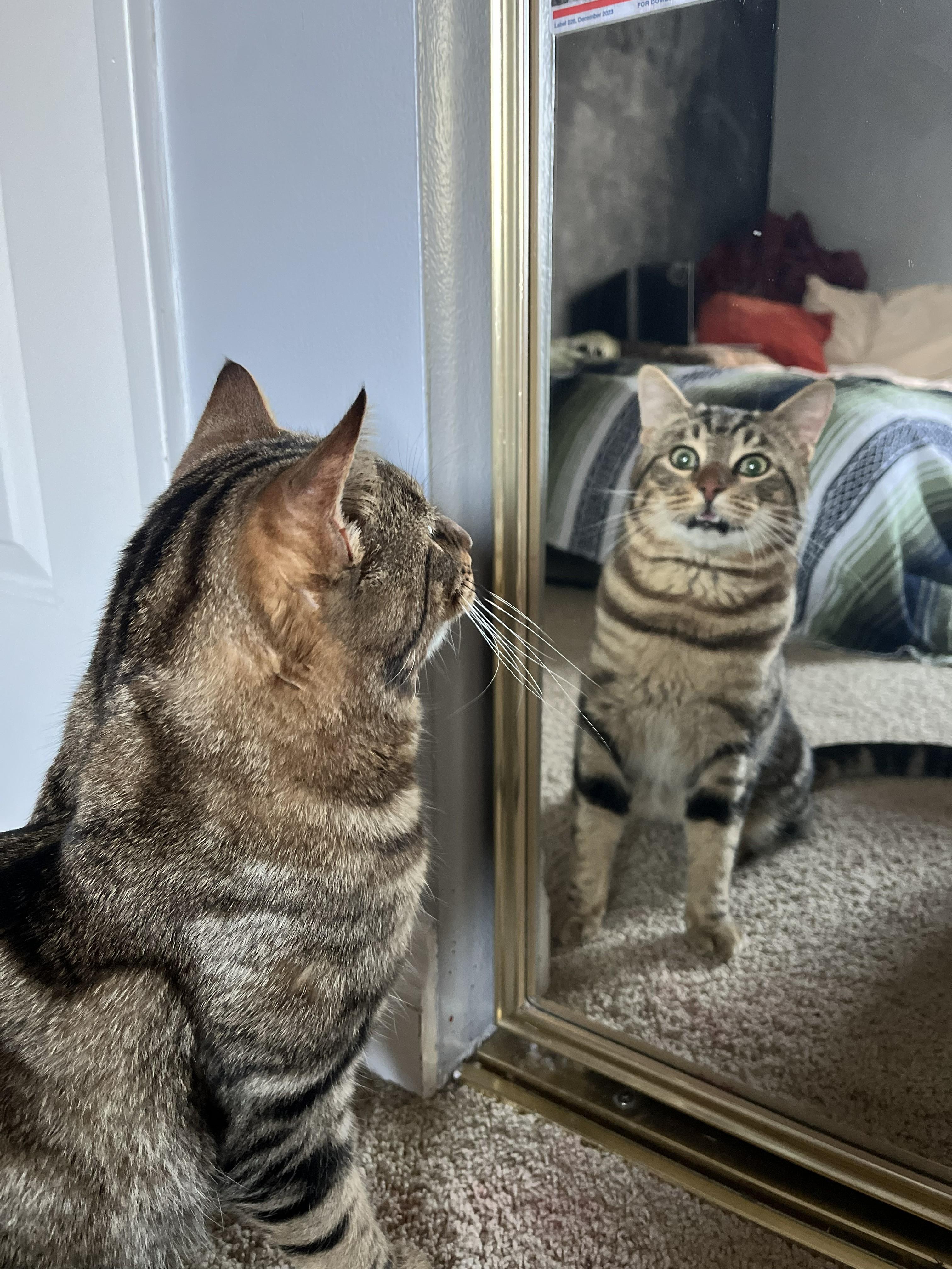 Beef, a ADOPTABLE Domestic Short Hair in City of Industry, CA image 4/4