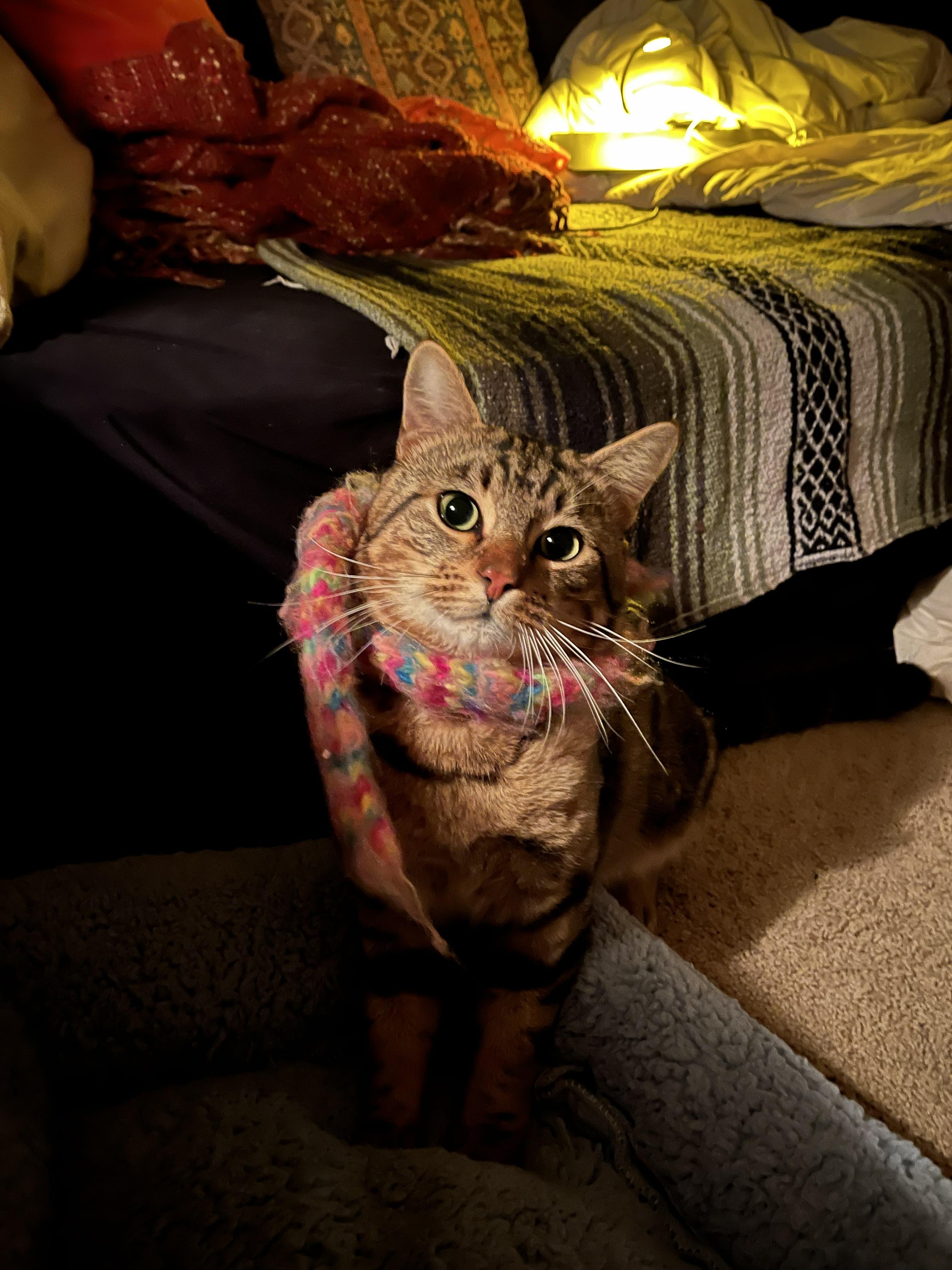 Beef, a ADOPTABLE Domestic Short Hair in City of Industry, CA image 1/4